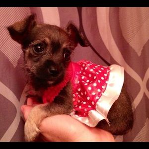 Meet your Posher, Sarai